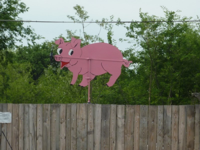 Saját gazdaságból a községi konyhára!