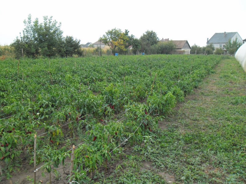 paprikatermesztés 2_2013.09.11.