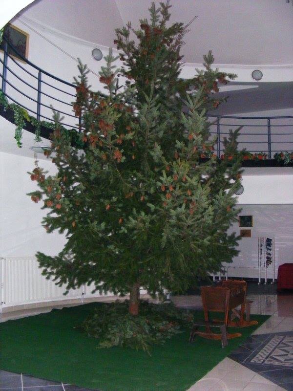 ricse_2013_12_21_fenyő