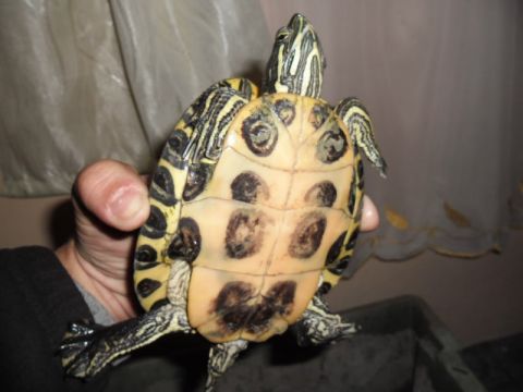 semjénben talált teknős (4)
