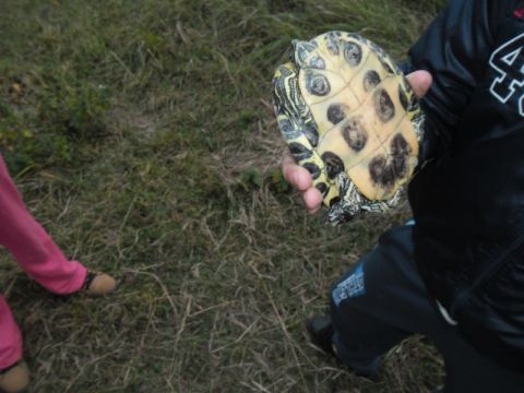semjénben talált teknős (5)