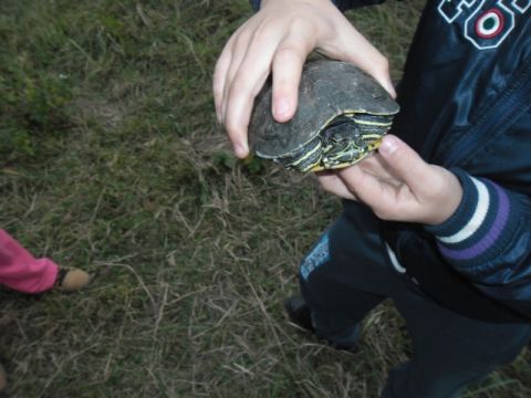 semjénben talált teknős