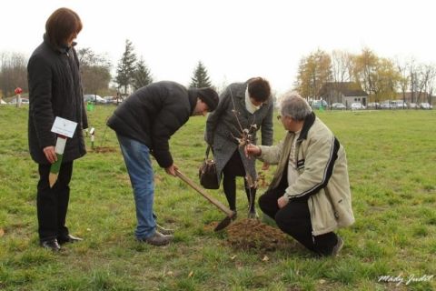 2013_11_16_cigánd_életfa ültetés karosban (3)