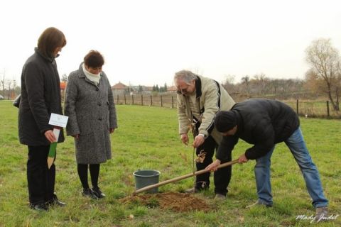 2013_11_16_cigánd_életfa ültetés karosban (5)
