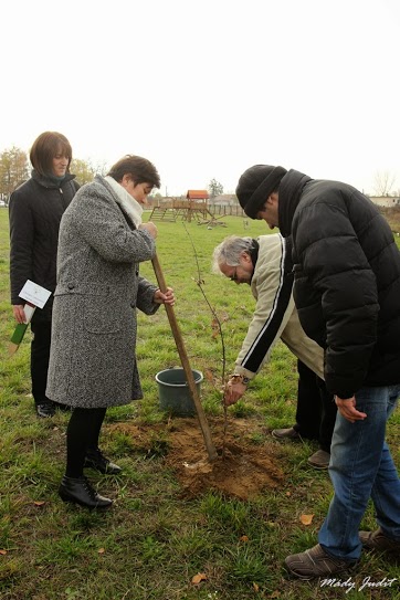 2013_11_16_cigánd_életfa ültetés karosban (6)