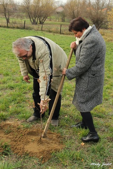 2013_11_16_cigánd_életfa ültetés karosban (7)