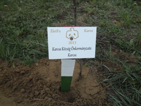 Karcsa_2013_11_19 életfa (12)