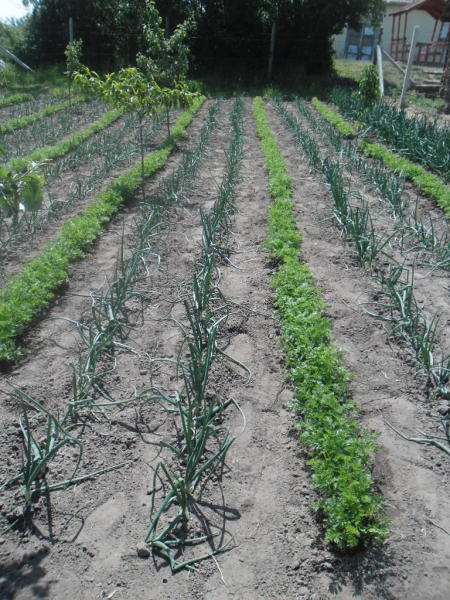 2014_05_07_Kert_Kisrozvágy (10)