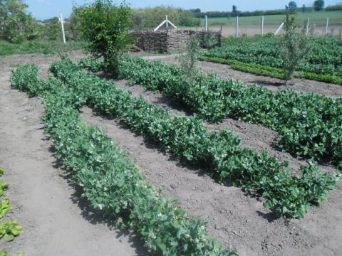 2014_05_07_Kert_Kisrozvágy (11)