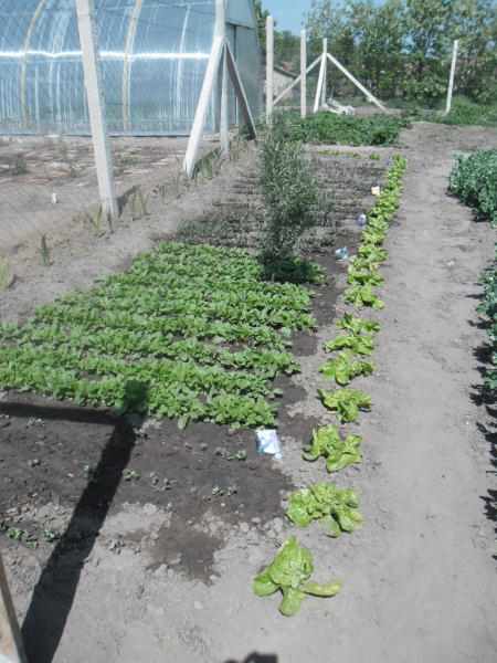 2014_05_07_Kert_Kisrozvágy (12)