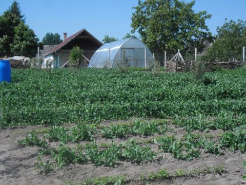 2014_05_07_Kert_Kisrozvágy (8)