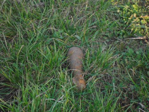 2014_10_30_Bomba_Kisrozvágy (3)