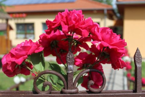 2016_06_03_cigánd_óvodai ballagás (4)