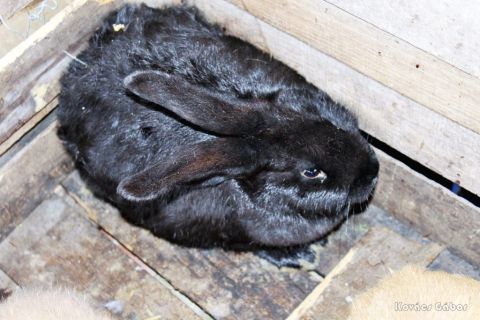 2018_03_31_cigánd_húsvét a múzeumportán (19)