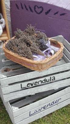 I. levendula fesztivál (31)