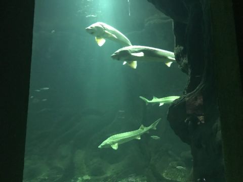 kirándulás ökocentrum tisza tavi (109)