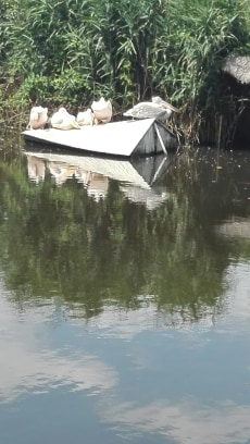 kirándulás ökocentrum tisza tavi (14)